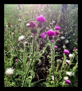 One of the many thistles on my farm; note the prickles!