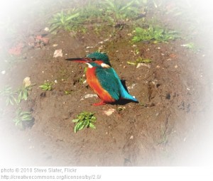 A kingfisher