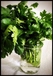 Cilantro 1