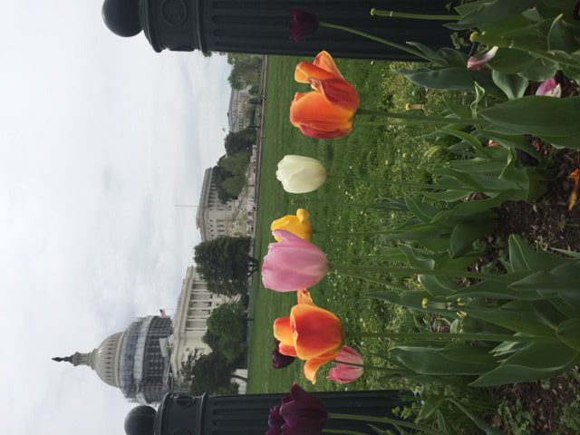 US Capitol