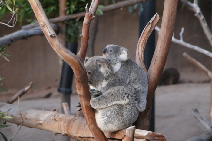 San Diego Zoo