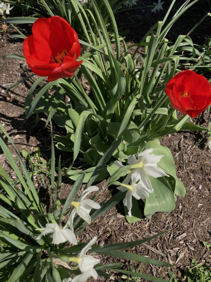 photo of red tulips and white narcissus 