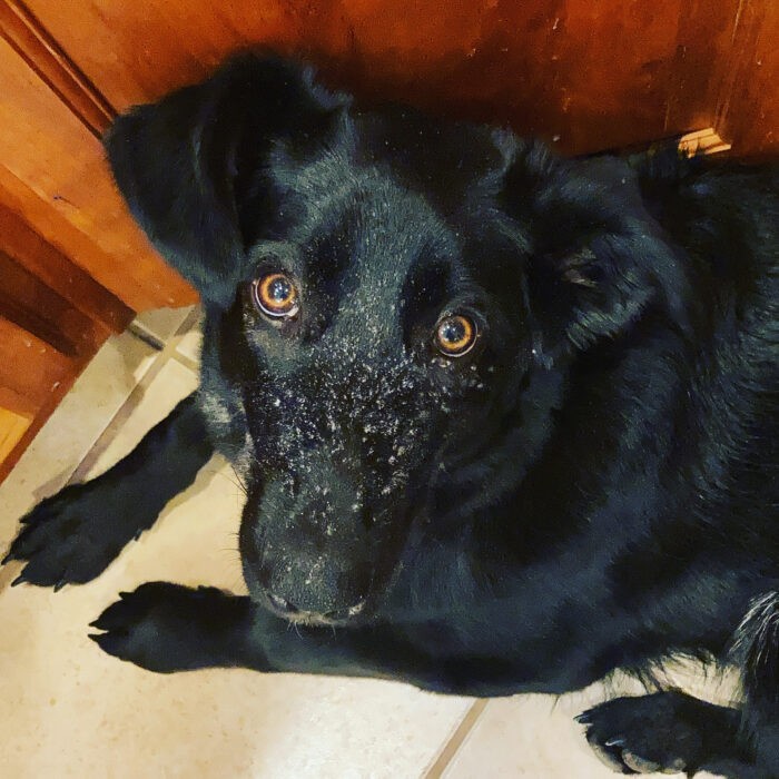 Photo of black shepherd mix puppy